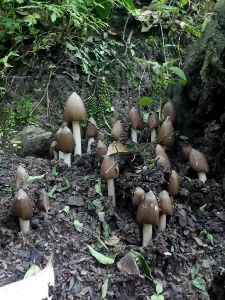 wildmushroom 2