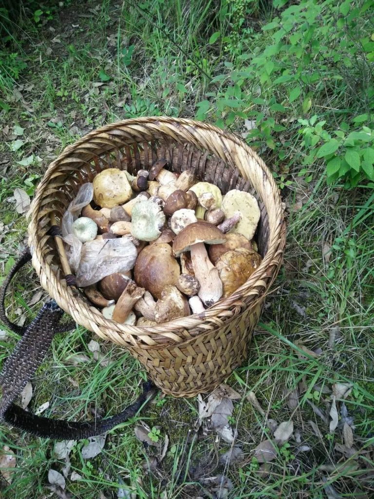 wildmushroom 6