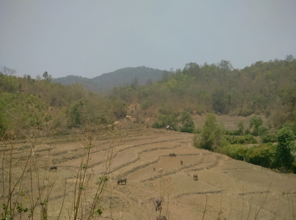 rice terrace